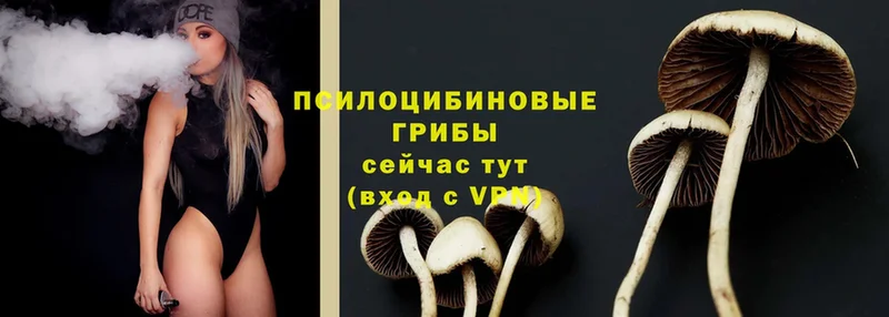 Псилоцибиновые грибы Psilocybine cubensis  хочу   Зеленоградск 